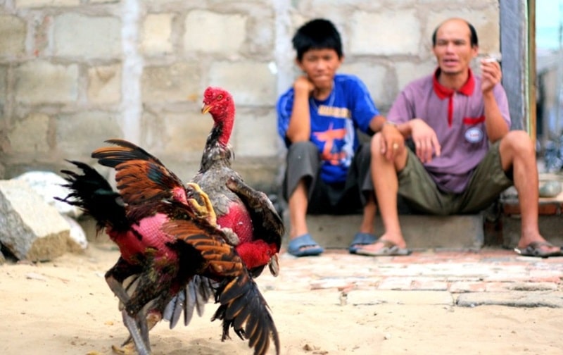 80 màu mạng gà đá chỉ có tác dụng gia tăng sự tự tin, tiếp thêm may mắn cho chủ kê